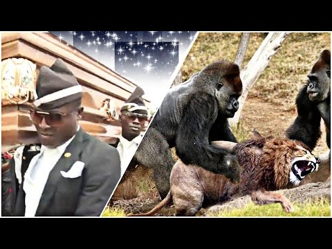 Funniest ANIMAL FIGHTS⚰ COFFIN DANCE MEME #5