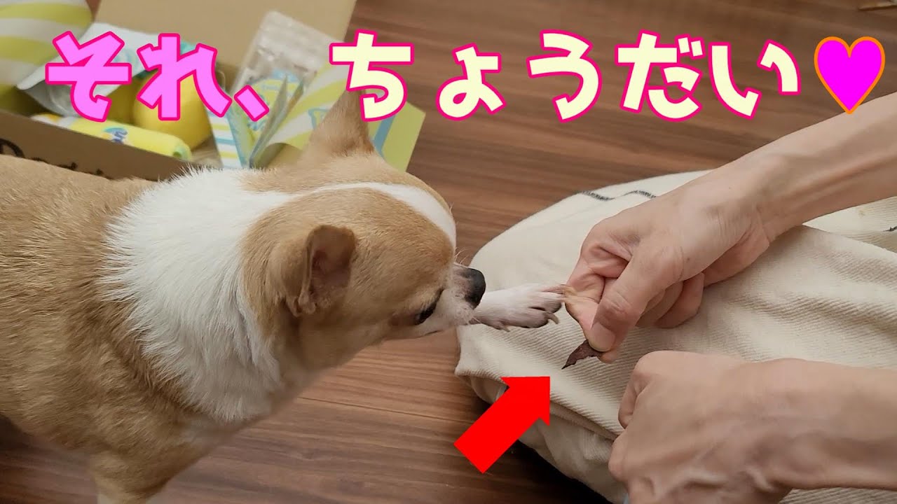 DoggyBoxの美味しい食べ物にたまらず興奮→回転し、催促しまくるスムースチワワ犬の様子🐶