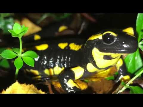 Feuersalamander in der Sportschule Hennef getroffen