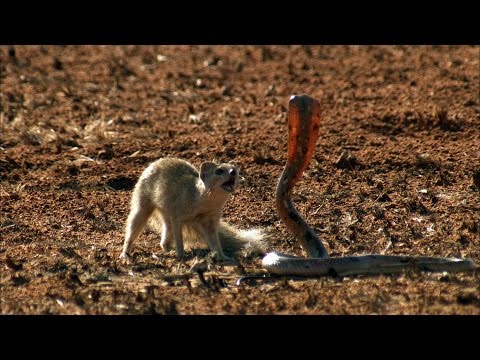 Mongoose Vs. Cobra | Smithsonian Channel