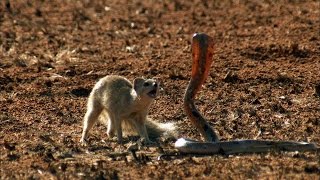 Mongoose Vs. Cobra - YouTube