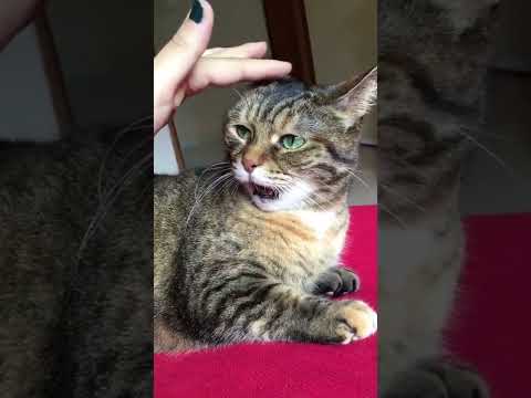 Cazgır Miti😂#kedim #funnycatsoftiktok #kesfeteçık #konuşankedi #funnycats #keşfetea...