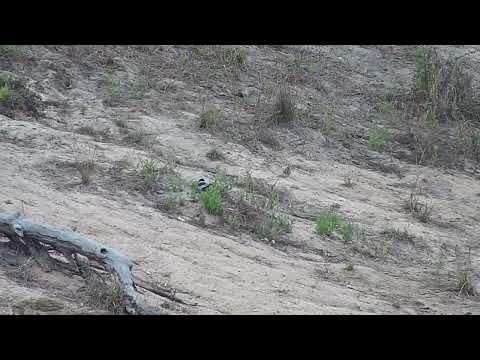 Djuma: Blacksmith Lapwing sitting on nest - 14:26 - 08/28/2023