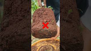 Download lagu Apa yang terjadi di dalam tubuh saat menggunakan asam humat? #celana pendek #berkebunbuah mp3