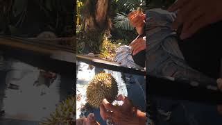 Download lagu pemburu durian mp3 Download lagu pemburu durian mp3