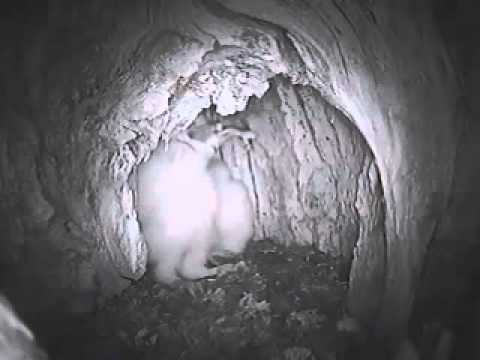Barn owl chick eats a meal at Starr Ranch