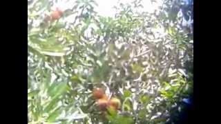preview picture of video 'Rambutan tree and fruit-Bali'