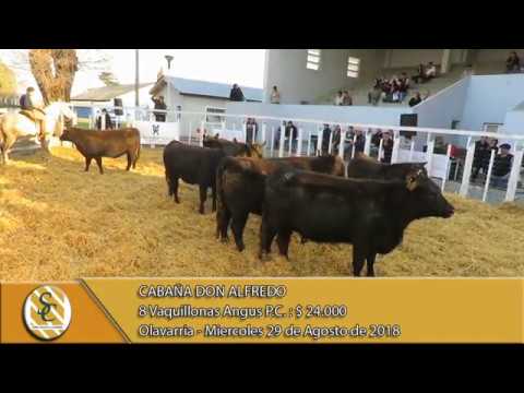 29-08-18 Venta de Vaquillonas Angus P.C. - Cabaña Don Alfredo - Olavarria.