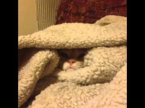 Cat politely declines being removed from blanket pile