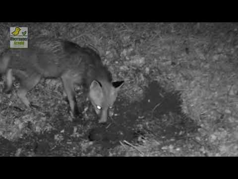 Fuchs im Revier beim Beute graben
