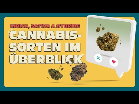 Cannabissorten erklärt 🥦 Unterschiede und Wirkungen