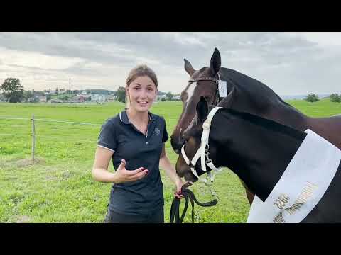 Fohlenschau Jeuss 2022