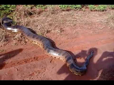 Cipriano das Trilhas filma Sucuri na Estrada da Laranjeira