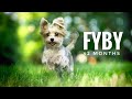 Fyby 42 Months New Tricks