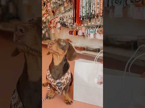 Video Thumbnail for Little Ellie Boutique