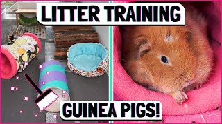 How to Litter Train a Guinea Pig: Keep Your Cage Cleaner For Longer!