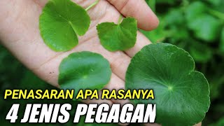 Download lagu MENCOBA RASA 4 JENIS PEGAGAN | Eating raw hydrocotyle and cantella asiatica mp3