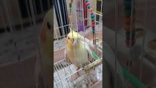 My Cockatiel(COCO)21#birds#cockatiel#cockatielvoice