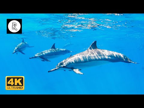 🌊 💙 Beautiful Sounds of Dolphins & Whales | Meditative Nature Sounds for Harmony & Deep Sleep 4K
