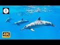Beautiful Sounds Of Dolphins Whales Meditative Nature Sounds For Harmony Deep Sleep 4K