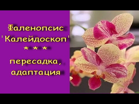 ОРХИДЕЯ фаленопсис "Калейдоскоп"("БАБОЧКА"):пересадка ИЗ МХА+состояние через 2 месяца и 26 дней.