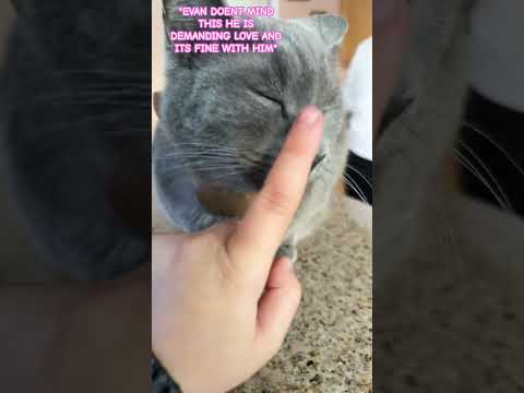 Yosho incident #memes #funny #comedy #explosion #duet #helpmemakethismakesense