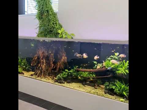 5,000 liter planted tank at Jöst aquaristic