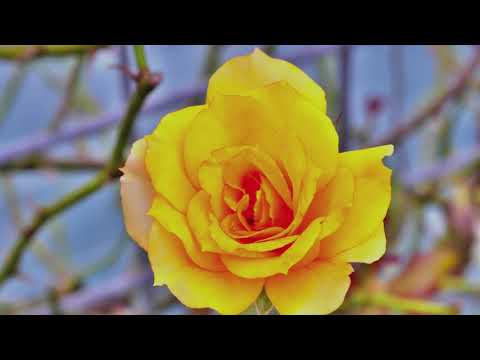 22 de septiembre de 2020 Flores Greenpia Kasugai en el Jardín Botánico Greenery