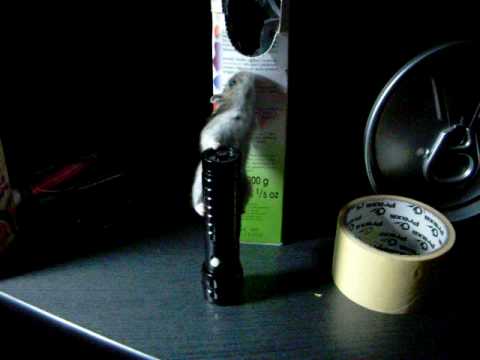 hamster pitic nazdravan