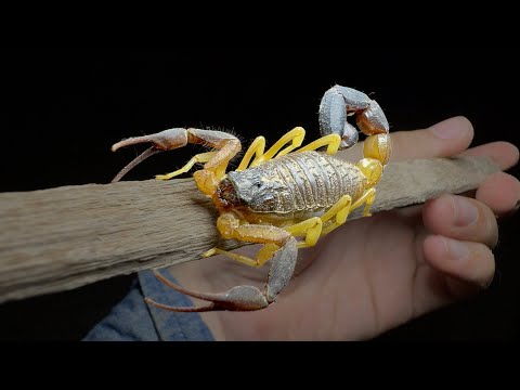 A look at the iconic Alligator Back Scorpion