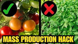 How To Force Your Tomatoes Into EXTREME Production || Complete Growing Guide