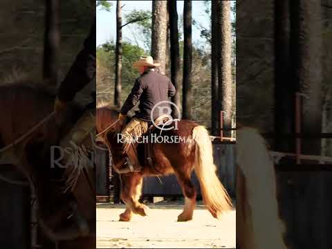 Better to be effective than gentle.  #b1 #horsetraining #es20