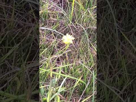 黄色い花 庭の多年草 黄色の菊