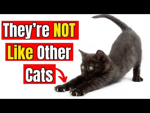 23 Mysterious Facts About Black Cats The Internet Doesn’t Want You To Know