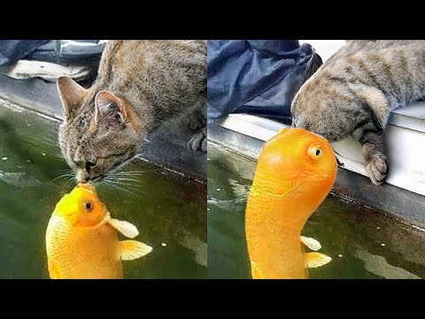 When Your Cat Is Just Vibing with Nature 😽Funny Cat Videos 2025