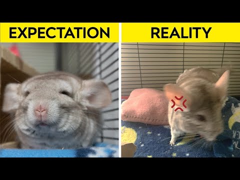 Pet Chinchilla Expectations vs Reality