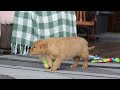 Golden Retriever dogs for sale: Banjo - Video 1