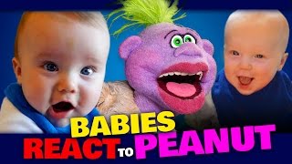 BABIES REACT to PEANUT | JEFF DUNHAM