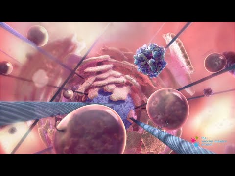 How Do Viruses Reproduce?