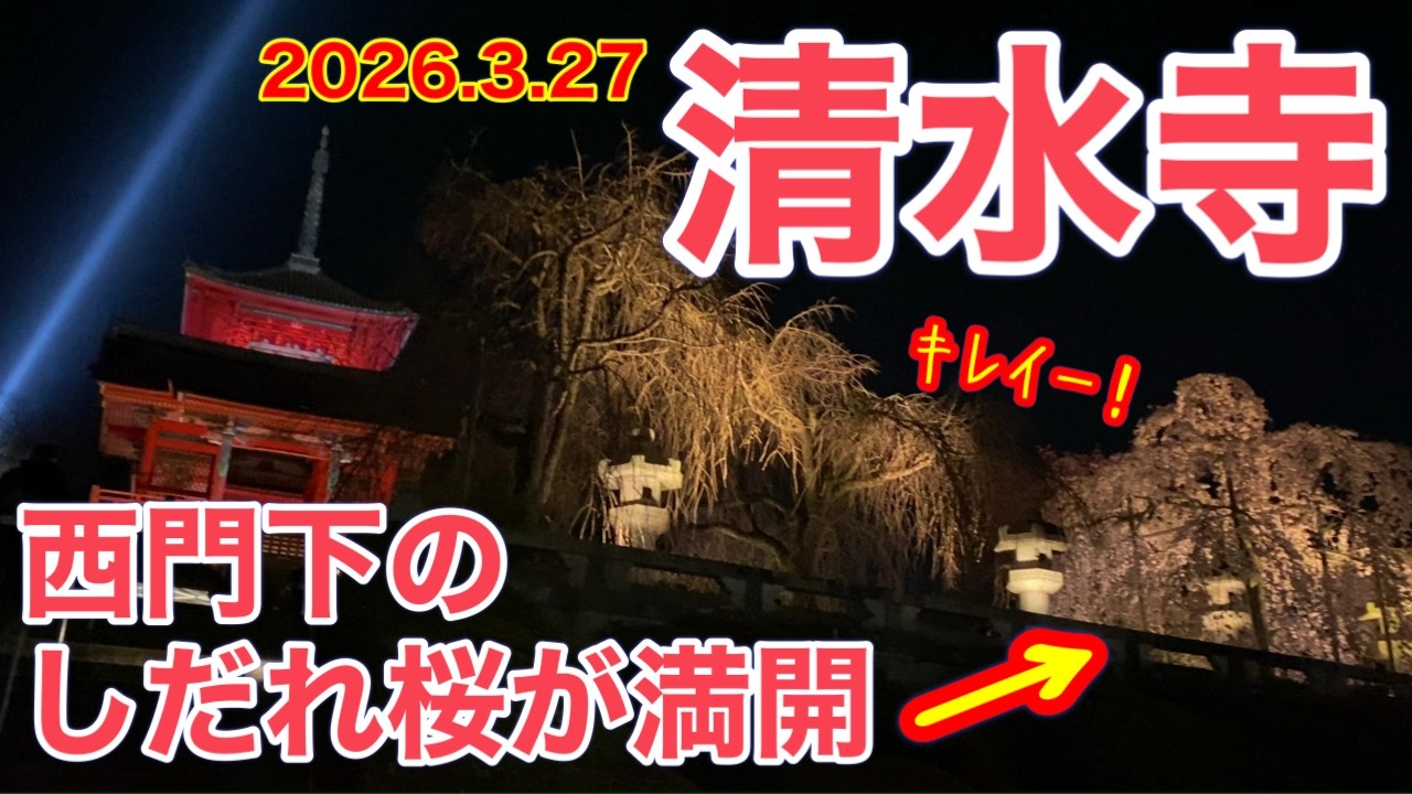 【京都桜観光🌸】清水寺ライトアップ初日、調子抜けした…期待外れ？それとも神回？ #京都観光 #女ひとり旅 #桜観光