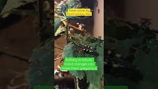 Deadly Locust 💀- The FASTEST flying grasshopper!