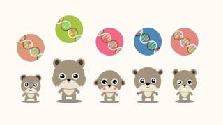 Che cos'è l'evoluzione?