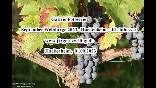 Galerie Fotoserie September Weinberge 2023 Hackenheim Rheinhessen