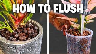 White Buildup on Leca? Flush to Reset & Help Your Plants Thrive