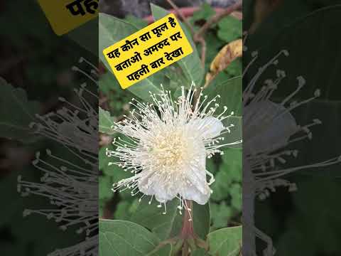 बताओ कौन सा फूल है #youtube #youtuber #dharmi #flower