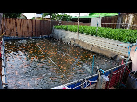 Backyard Aquaponics Farming Fresh Tilapia Fish and Vegetables with RAS System (part 2)