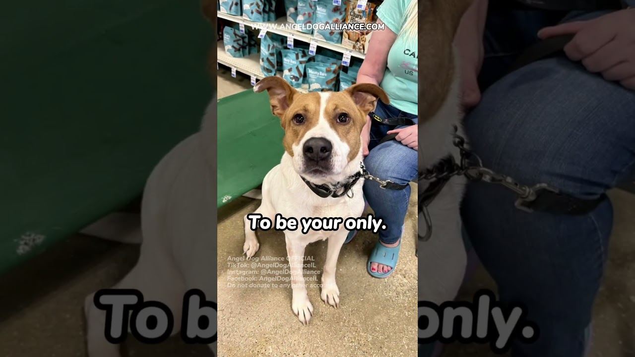 Toffee, a ADOPTABLE Mixed Breed in Naperville, IL video 2/3