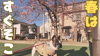 お散歩行ったら桜が咲いてました🌸✨
