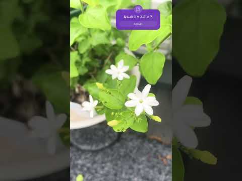 芳香植物-料理-月桂樹ソース-文化-アドバイス