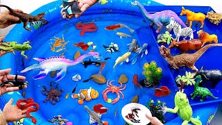 Colorful Cute Animals, Whale, Shark, Goldfish, Frog, Betta Fish, Clownfish, Crab, Guppies, Snakes